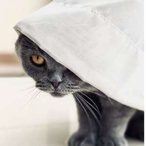 "Si ven esto de mi, me van a rechazar"